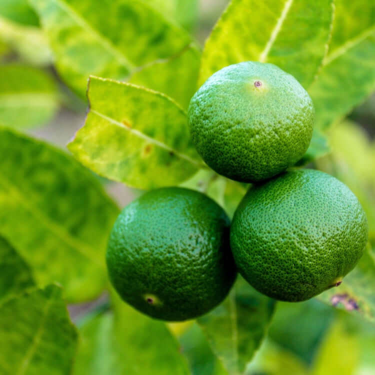 Persian 'Bearss' Lime Tree